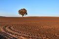 Crop field with big oak in middle.Old oak tree in the middle of the field Royalty Free Stock Photo