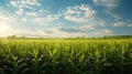 crop field of corn
