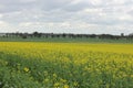 Crop field, farm of golden canola, blooms Royalty Free Stock Photo