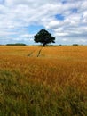 A crop field full of wheat in Yorkshire countryside