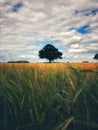 A crop field full of wheat in Yorkshire countryside