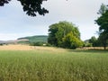 Crop field in Glen Clova Royalty Free Stock Photo