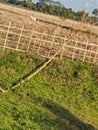 A crop field ,after hervesting in Assm Royalty Free Stock Photo