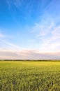 Crop field, rural landscape in the afternoon