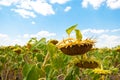 Crop Field of sunflowers ripe sunflower seeds blue sky with clouds Summer day