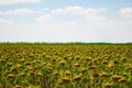 Crop Field of sunflowers ripe sunflower seeds blue sky with clouds Summer day