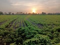 Crop field sunset view, natural background, soyabean crop field