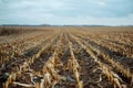 Crop fields rendered unproductive by drought-led water scarcity. Concept Agricultural Drought Royalty Free Stock Photo