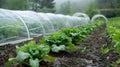 Crop frost protection with agrofiber or plastic film from cold snaps and adverse weather