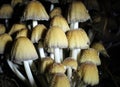 Crop of fungi growing in a damp area of the home garden