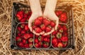 Crop gardener carrying strawberries over crate Royalty Free Stock Photo