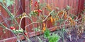 A Bounty of Fresh and Delicious Backyard Tomatoes Royalty Free Stock Photo