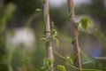 Crop of Green Beans Phaseolus vulgaris growing up a bamboo cane Royalty Free Stock Photo