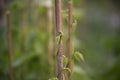Crop of Green Beans Phaseolus vulgaris growing up a bamboo cane Royalty Free Stock Photo