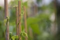 Crop of Green Beans Phaseolus vulgaris growing up a bamboo cane Royalty Free Stock Photo