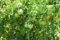 Green Tomatos on the Vine Royalty Free Stock Photo