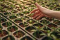 Crop hand touching seedlings on hydroponics farm