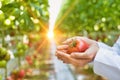 Crop image of crop scientist showing organic tomato in greenhouse with yellow lens flare