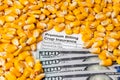 Crop insurance, premium bill, corn kernels and 100 dollar bills