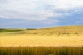 Crop Land in Summer Day