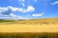 Crop Land in Summer Day