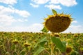 Crop Field of sunflowers ripe sunflower seeds blue sky with clouds Summer day