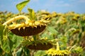 Crop Field of sunflowers ripe sunflower seeds blue sky with clouds Summer day