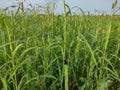 Crop leaf agricuture green blue sky