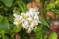 Crop Of Lemon Flowers