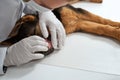 Crop of male vet in mask and gloves examining teeth of shepherd puppy in clinic.