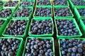 Crop of organically grown blueberries in cartons