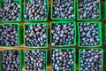 Crop of organically grown blueberries in cartons