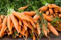 Crop of organically grown carrots on display