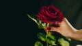Crop person with red rose. From above crop hand of anonymous person holding red rose with green leaves