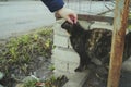 Crop person stroking cat on street. Crop person in outwear caressing multicolored furry cat on street