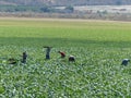 Field Workers Picking Crops