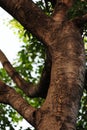 Crop portion of a tree trunk from below Royalty Free Stock Photo