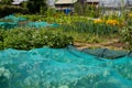 Crop protection on a british allotment, debris netting used to protect brassicas from cabbage white butterfly Royalty Free Stock Photo