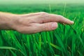 Crop protection concept, farmer's hand over young green wheat