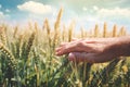 Crop protection concept with farmer touching green wheat ears