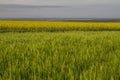 Crop and rapeseed fields Royalty Free Stock Photo