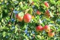 Crop of red apples on an apple-tree Royalty Free Stock Photo