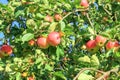 Crop of red apples on an apple-tree Royalty Free Stock Photo