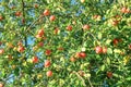 Crop of red apples on an apple-tree Royalty Free Stock Photo