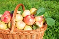 Crop of red juicy apples in basket Royalty Free Stock Photo