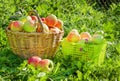 Crop of red juicy apples in a baskets