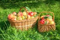 Crop of red juicy apples in baskets,thanksgiving holiday