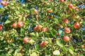Crop of red ripe apples on an apple-tree in garden Royalty Free Stock Photo