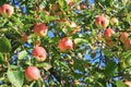 Crop of red ripe apples on an apple-tree in garden Royalty Free Stock Photo