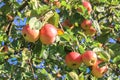 Crop of red ripe apples on an apple-tree Royalty Free Stock Photo